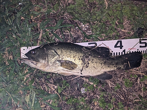 ブラックバスの釣果