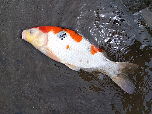 コイの釣果