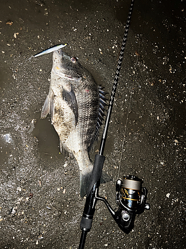 チヌの釣果