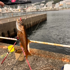 クロムツの釣果