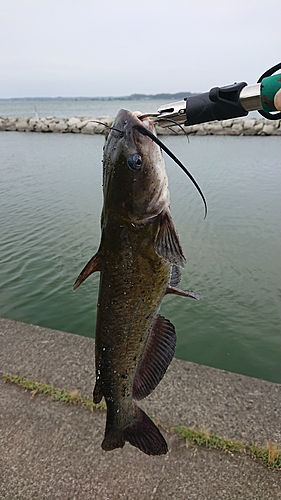 チャネルキャットフィッシュの釣果