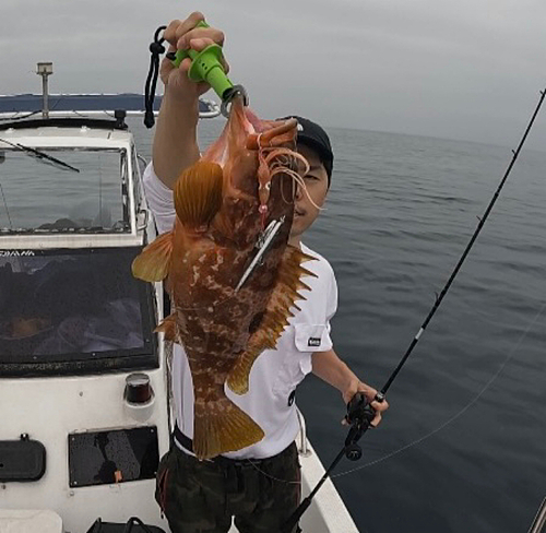 アコウの釣果