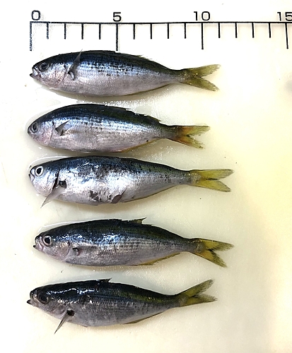 タカベの釣果