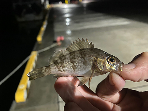 メバルの釣果