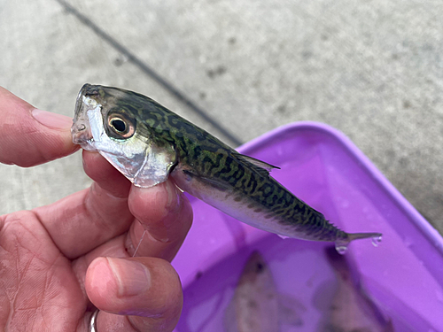 サバの釣果