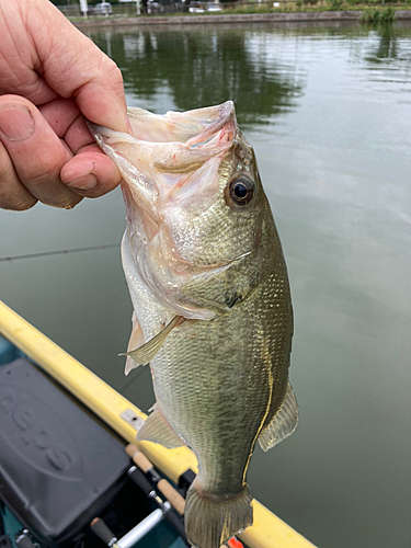 ラージマウスバスの釣果