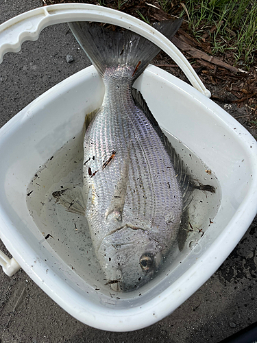 ヘダイの釣果