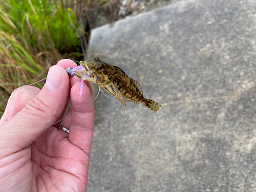 アナハゼの釣果