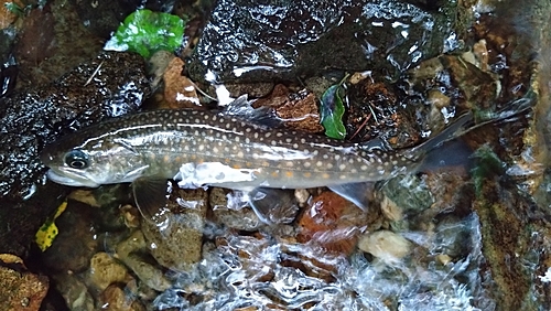 ニッコウイワナの釣果