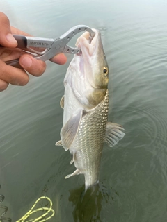 ニゴイの釣果