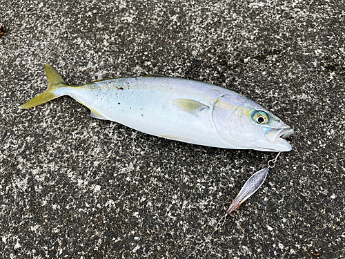 ワカシの釣果