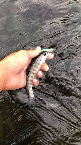 アマゴの釣果