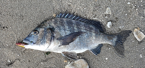 チヌの釣果