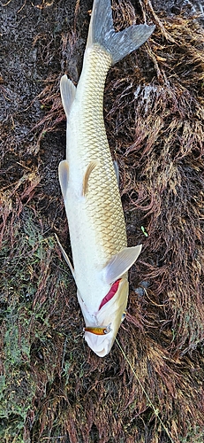 ニゴイの釣果