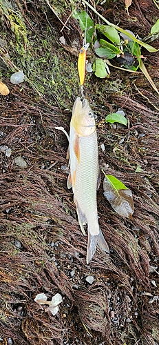 ハスの釣果