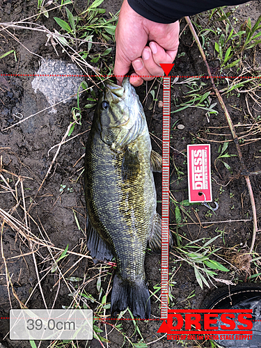 スモールマウスバスの釣果