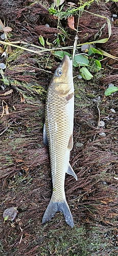 ニゴイの釣果