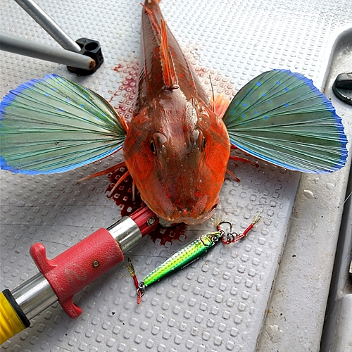 ホウボウの釣果