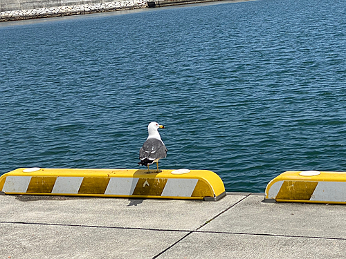 クジメの釣果