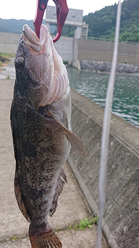 アイナメの釣果