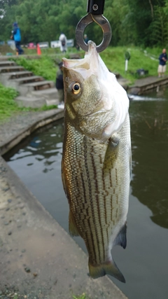 ストライパーの釣果