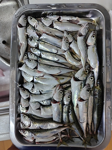 サバの釣果