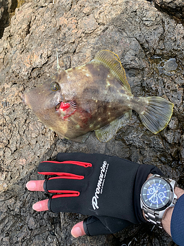 カワハギの釣果