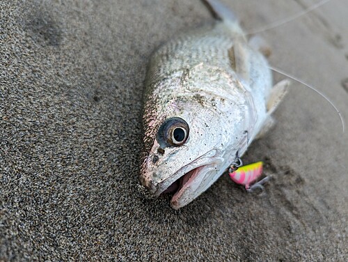 イシモチの釣果