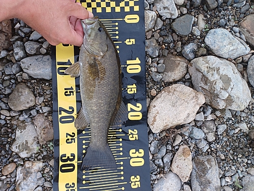 スモールマウスバスの釣果