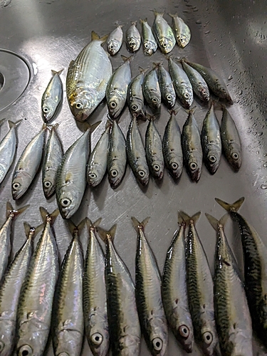 サバの釣果