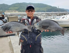 クチブトグレの釣果