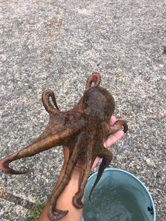マダコの釣果