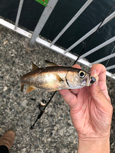 クロムツの釣果