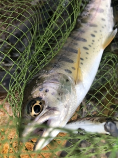 ヤマメの釣果