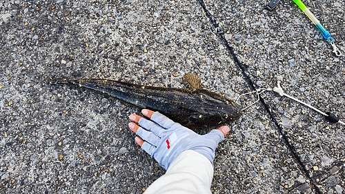 マゴチの釣果