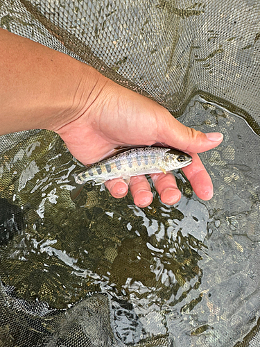 ヤマメの釣果