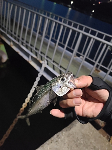 サバの釣果