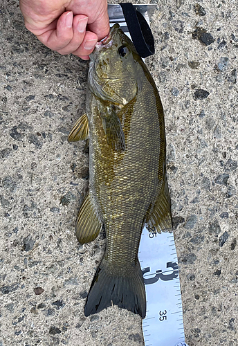 スモールマウスバスの釣果