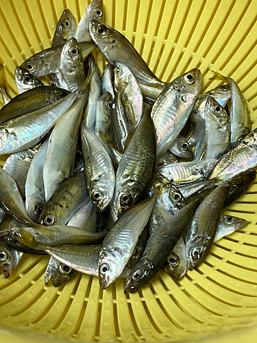 アジの釣果