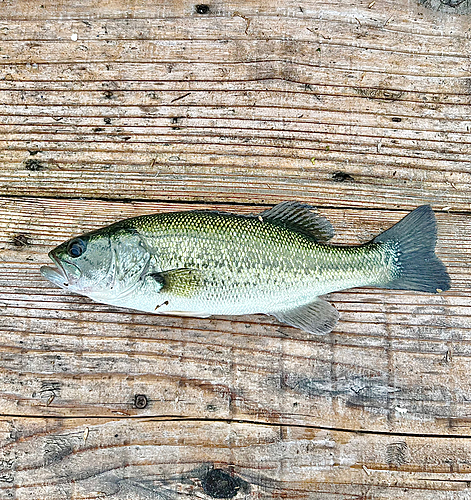 ラージマウスバスの釣果