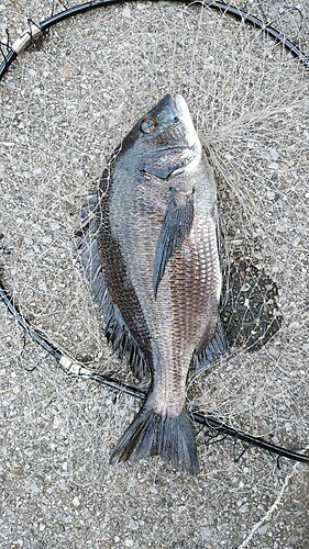 クロダイの釣果