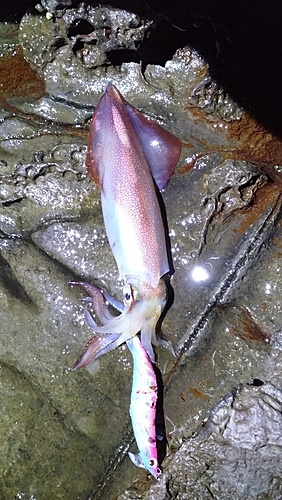 ケンサキイカの釣果