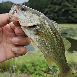 ブラックバス