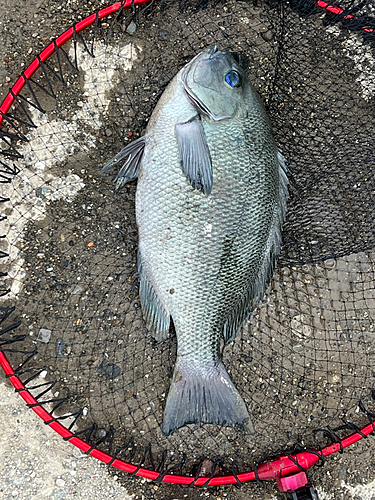 グレの釣果