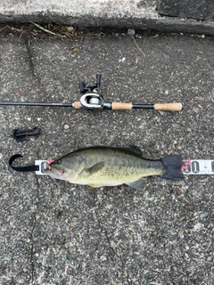 ラージマウスバスの釣果