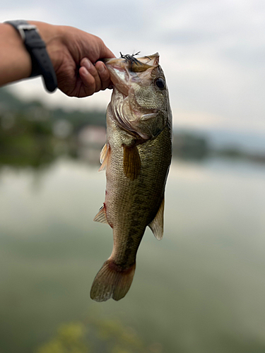 ラージマウスバスの釣果