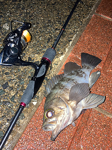 シロメバルの釣果