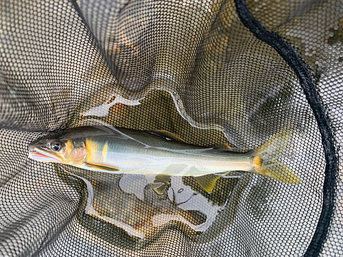 アユの釣果