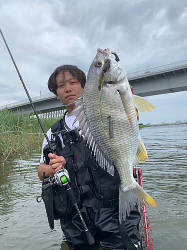 キビレの釣果