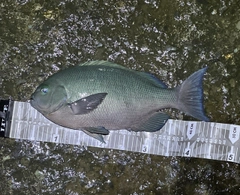 クチブトグレの釣果